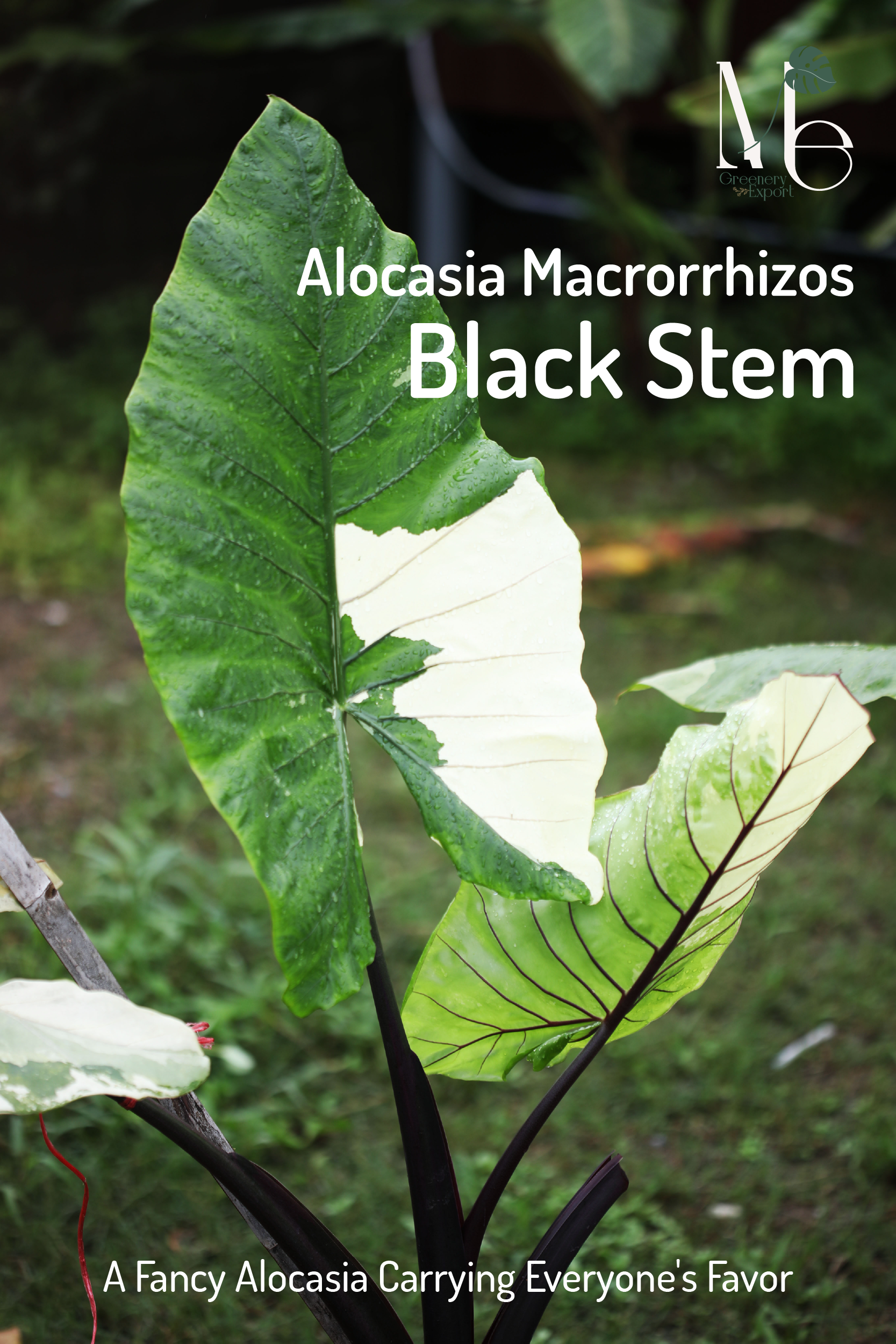บอนกระดาดก้านดำด่างAlocasia Macrorrhizos Black Stem Variegated