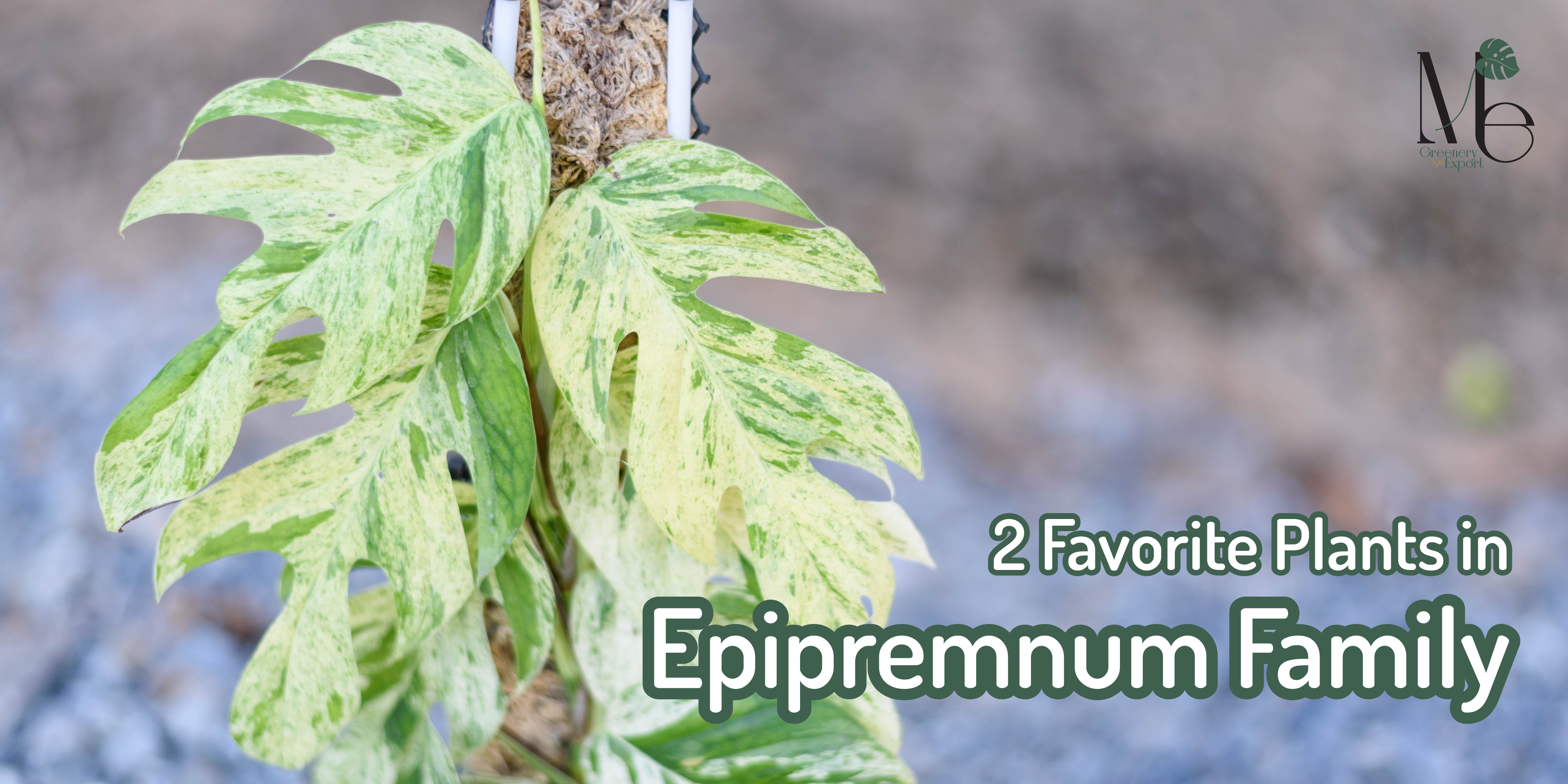 Epipremnum Pinnatum Marble - M.E. Greenery Export