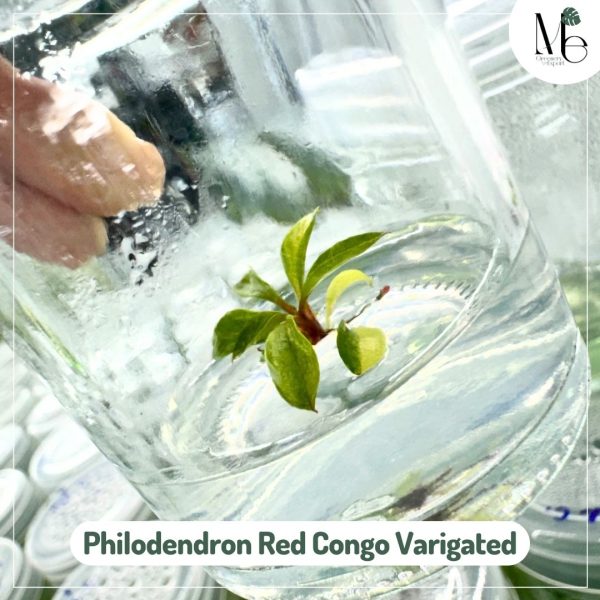 Philodendron Red Congo 100% Variegated (TC)