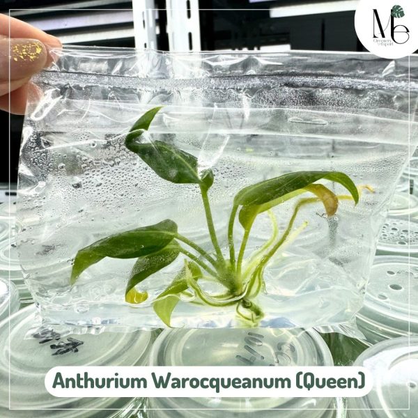 Anthurium Warocqueanum (Queen) (TC)