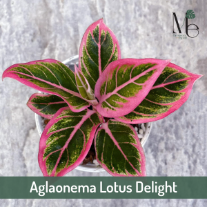 อโกลนีมาโลตัสดีไลท์ Aglaonema Lotus Delight