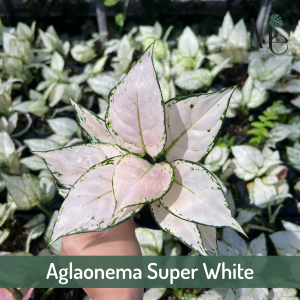อโกลนีมาซุปเปอร์ไวท์ (Aglaonema Super White)