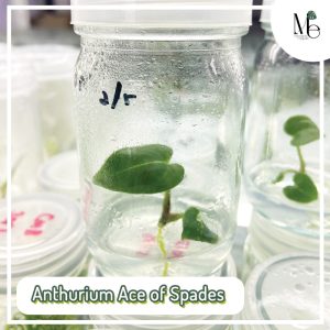 แอนทูเรียมเอซออฟสเปด (Anthurium Ace of Spades) 