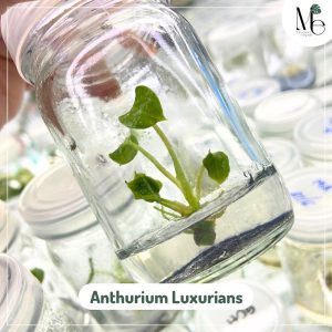 แอนทูเรียม ลักชูเลี่ยน (Anthurium Luxurians)