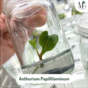 แอนทูเรียมพาพิลิลามินั่ม (Anthurium Papilliaminum)