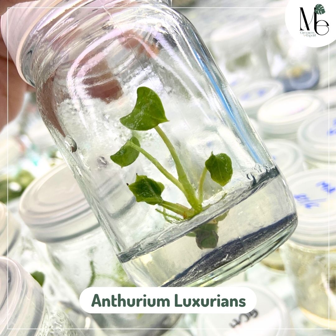 Anthurium Luxurians (TC)