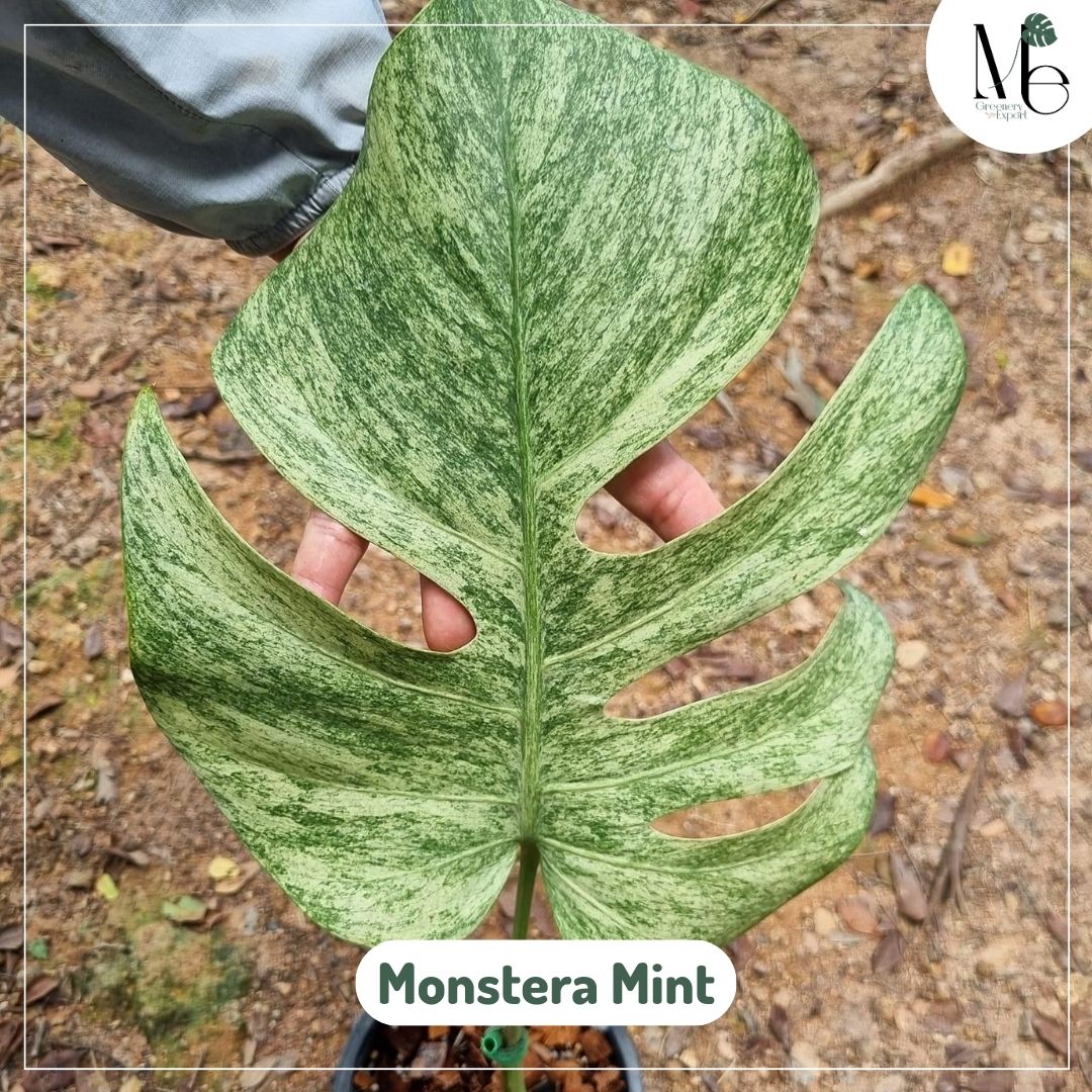 Monstera deliciosa mint variegata Babyplant, 179,00 €