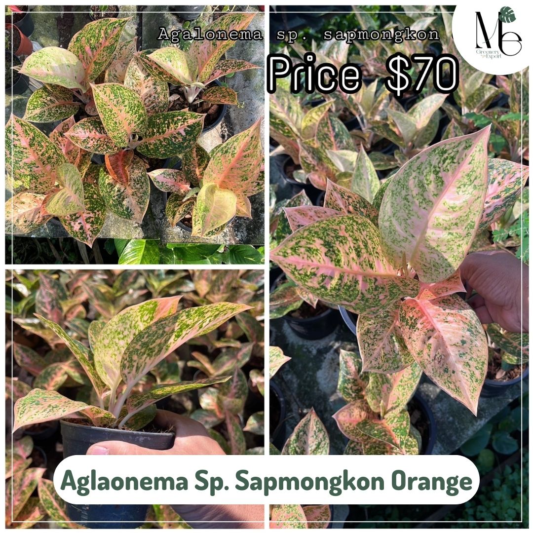 Aglaonema Sp. Sapmongkon Orange