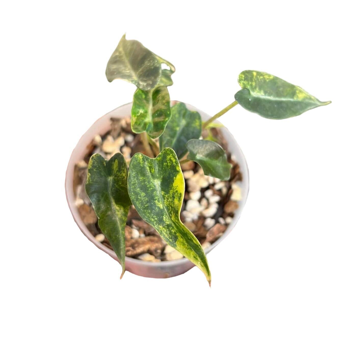 Alocasia - M.E. Greenery Export