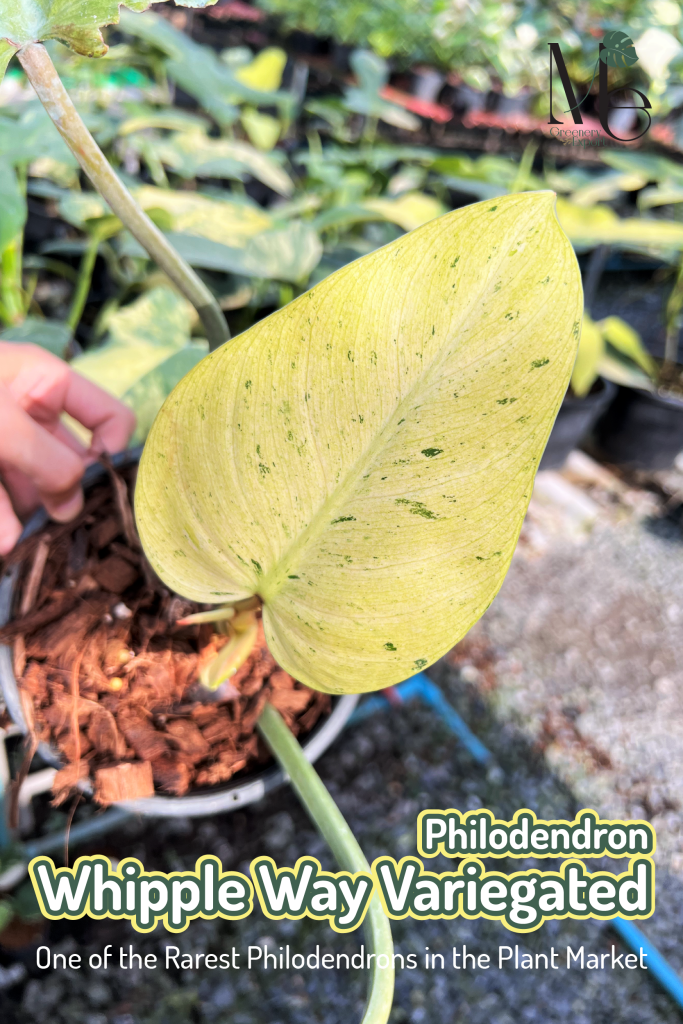 Philodendron Whipple Way Variegated, One of the Rarest Philo