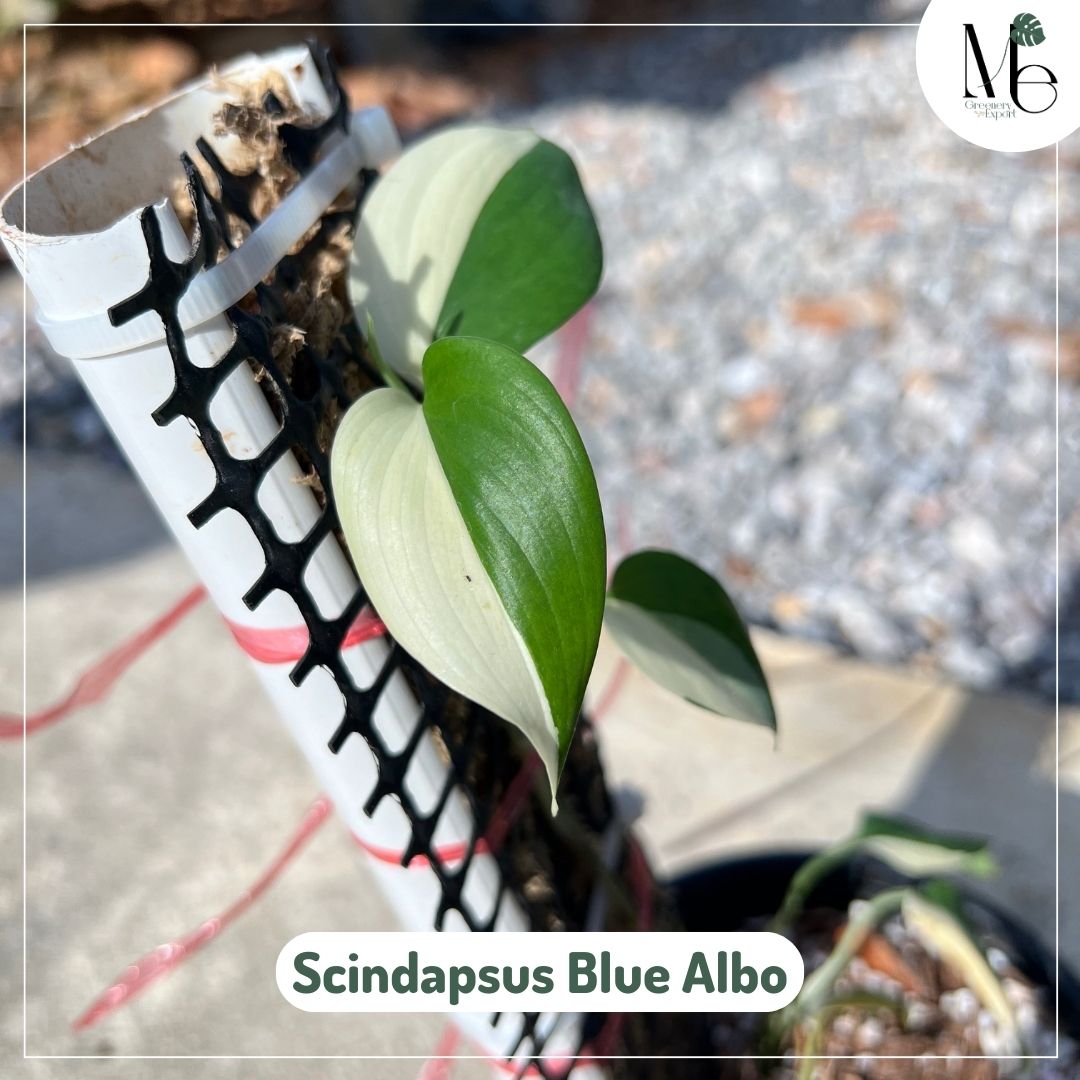 Scindapsus Blue Albo