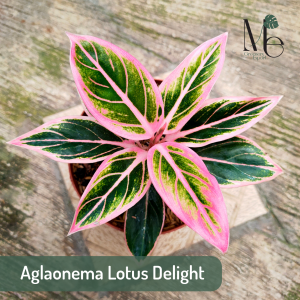 Aglaonema Lotus Delight