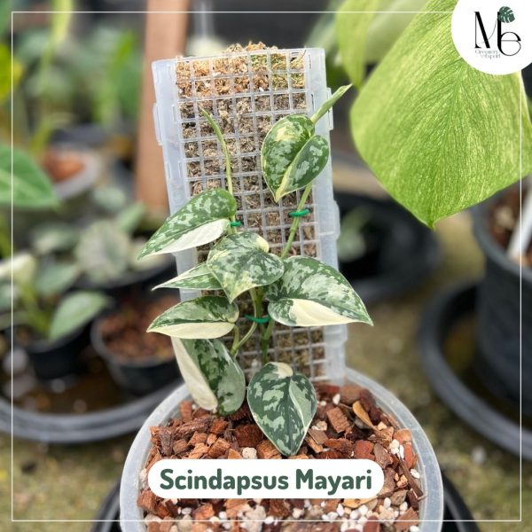 Scindapsus Mayari Variegated