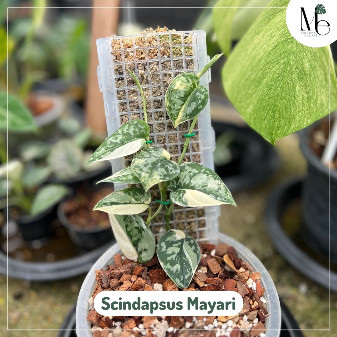 SCINDAPSUS MAYARI VARIEGATED - CUTTING (LV) - PLHC