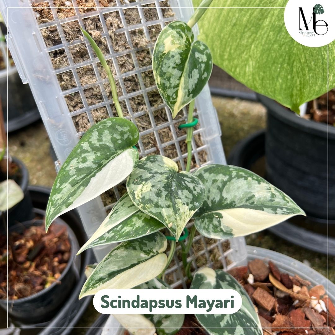 SCINDAPSUS MAYARI VARIEGATED - CUTTING (LV) - PLHC