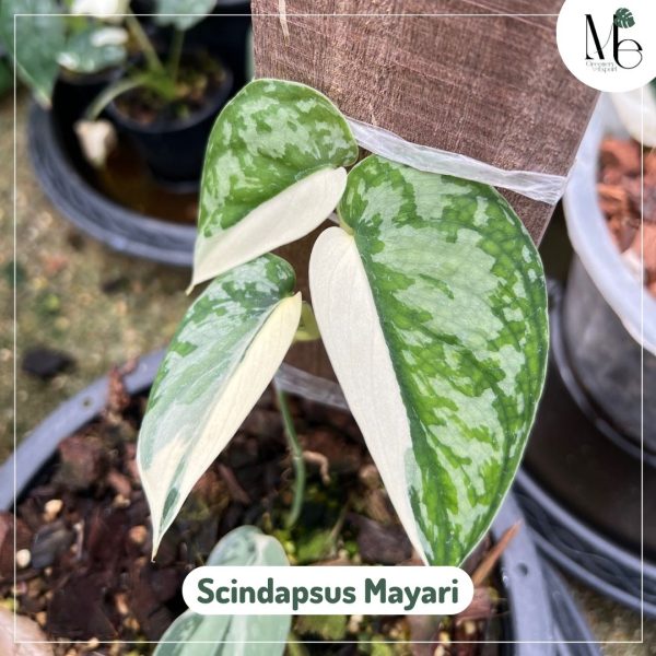 Scindapsus MAYARI variegated 発根済 水苔ごと発送シンゴニウム