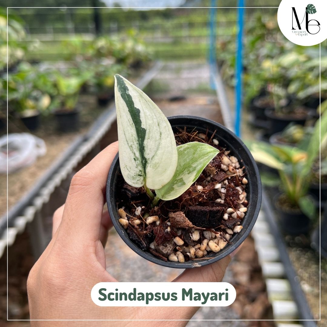 SCINDAPSUS MAYARI VARIEGATED - CUTTING (LV) - PLHC