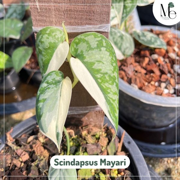 Scindapsus MAYARI variegated 発根済 水苔ごと発送シンゴニウム