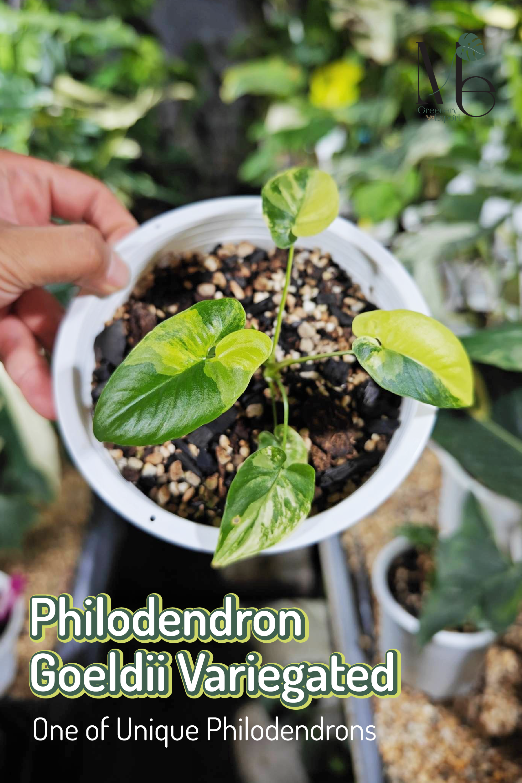 Philodendron Goeldii Variegated