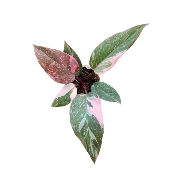 Philodendron Pink Princess Galaxy