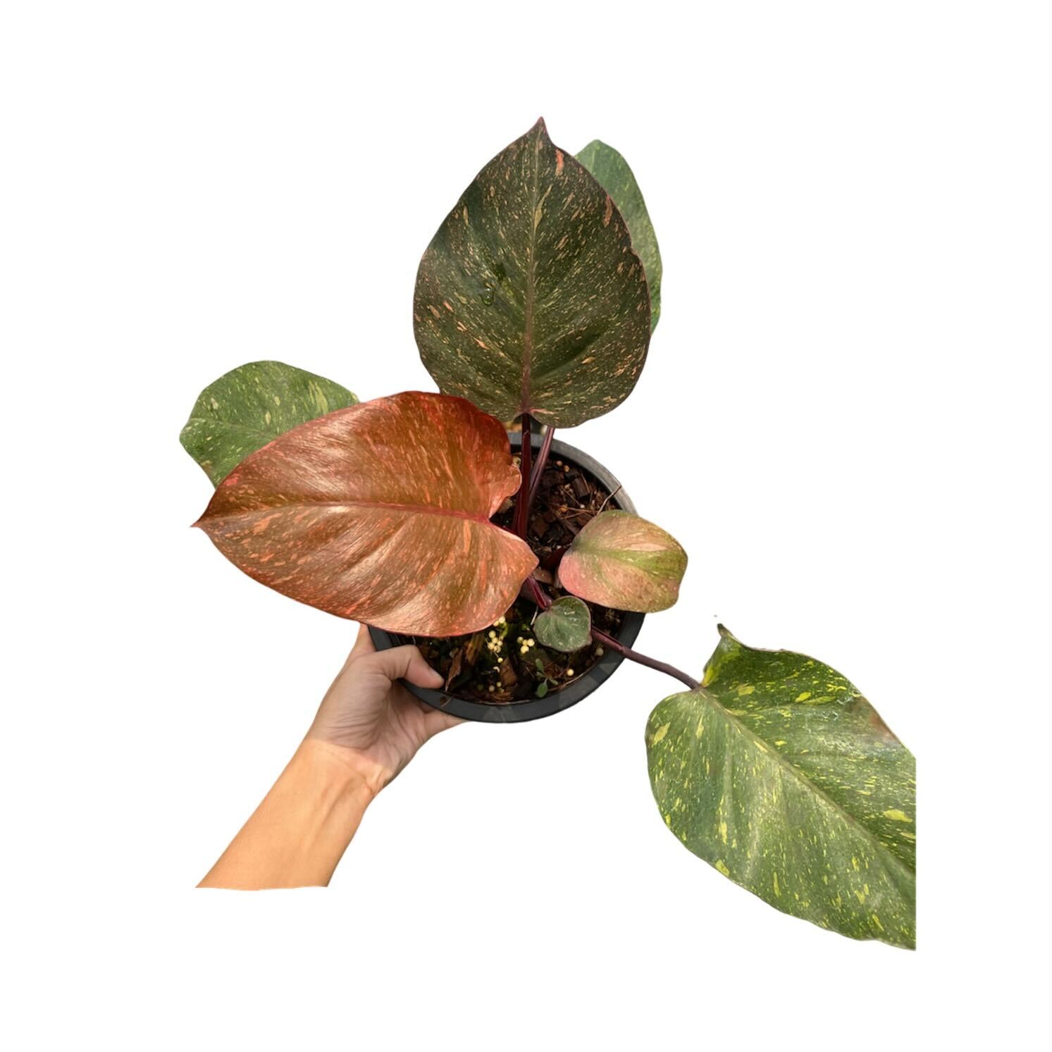 Philodendron Orange Princess