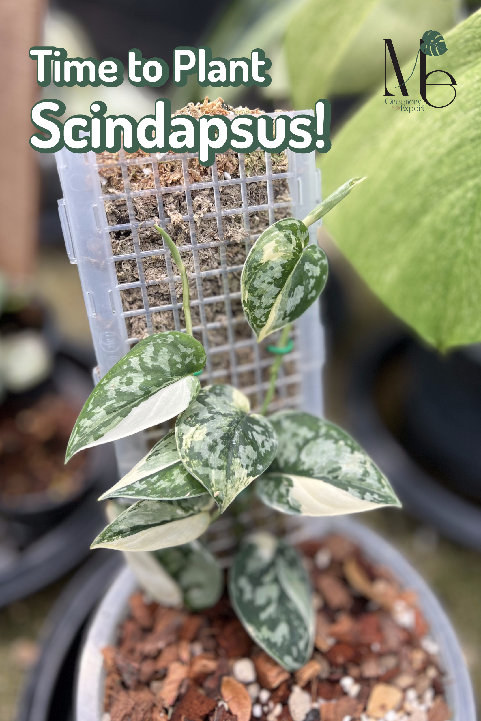 Scindapsus