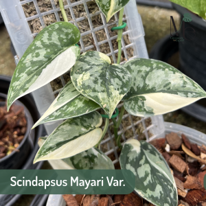 Scindapsus Mayari Variegated