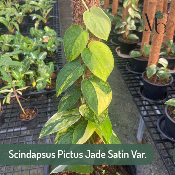 Scindapsus Pictus Jade Satin Variegated