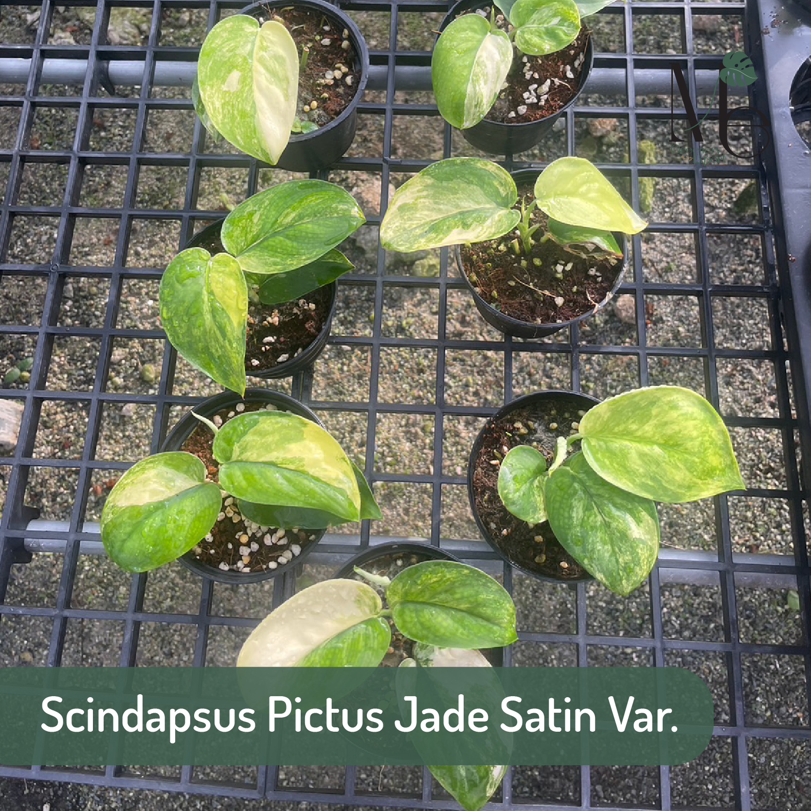 Scindapsus Pictus Jade Satin Variegated