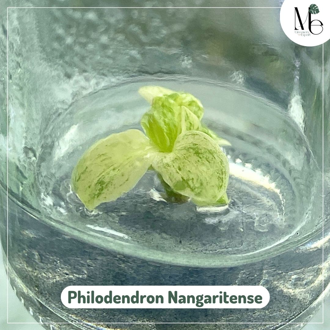 Philodendron Nangaritense Variegated (TC)