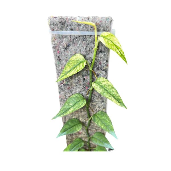 Epipremnum Cebu Blue Variegated