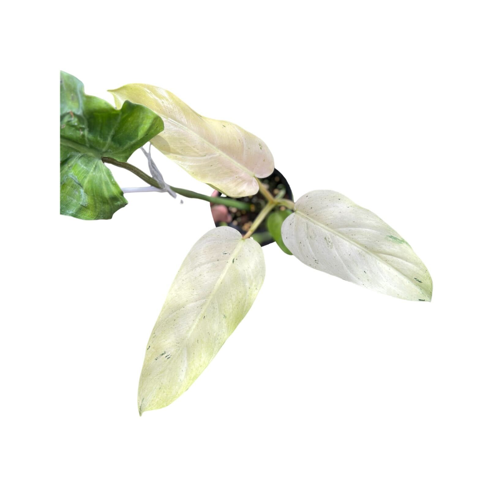 Philodendron Whipple Way Variegated