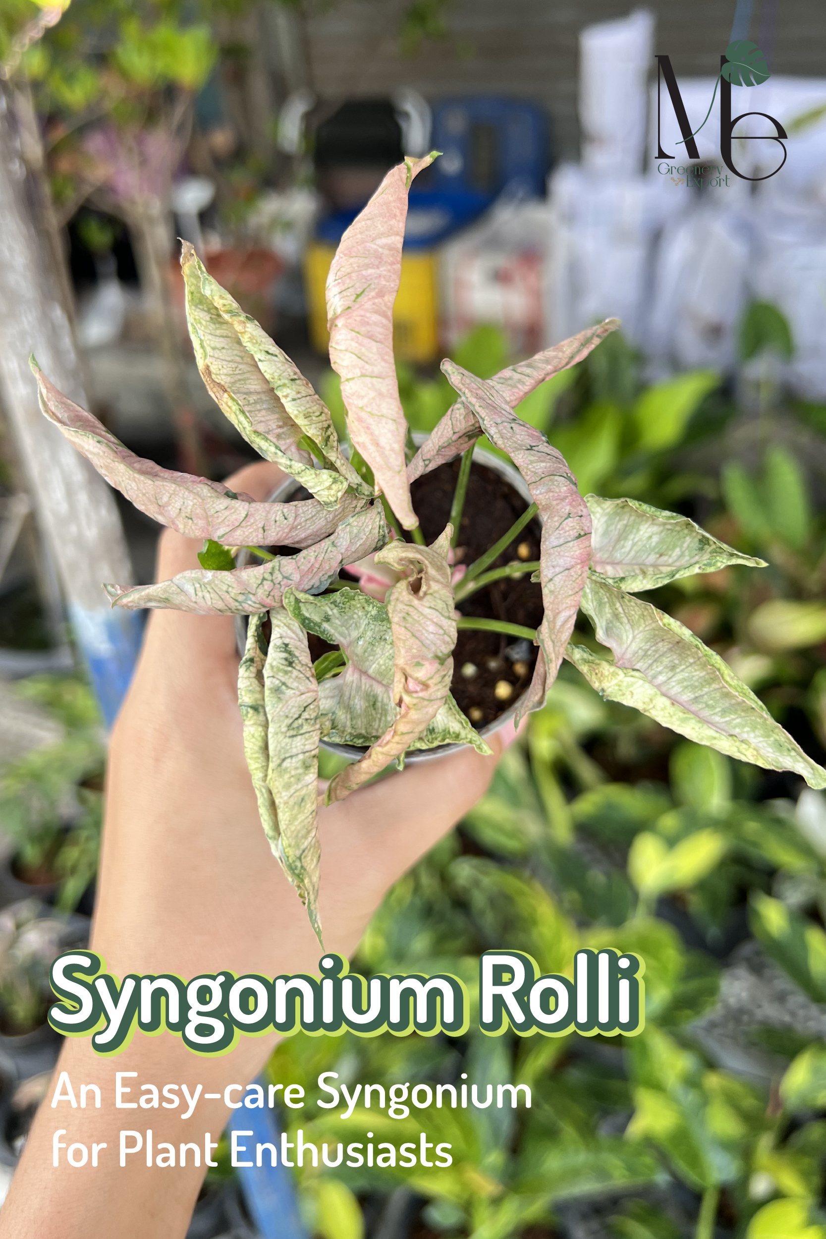 Syngonium Rolli