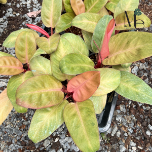Philodendron Red Congo Mint