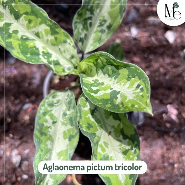 Aglaonema Pictum Tricolor