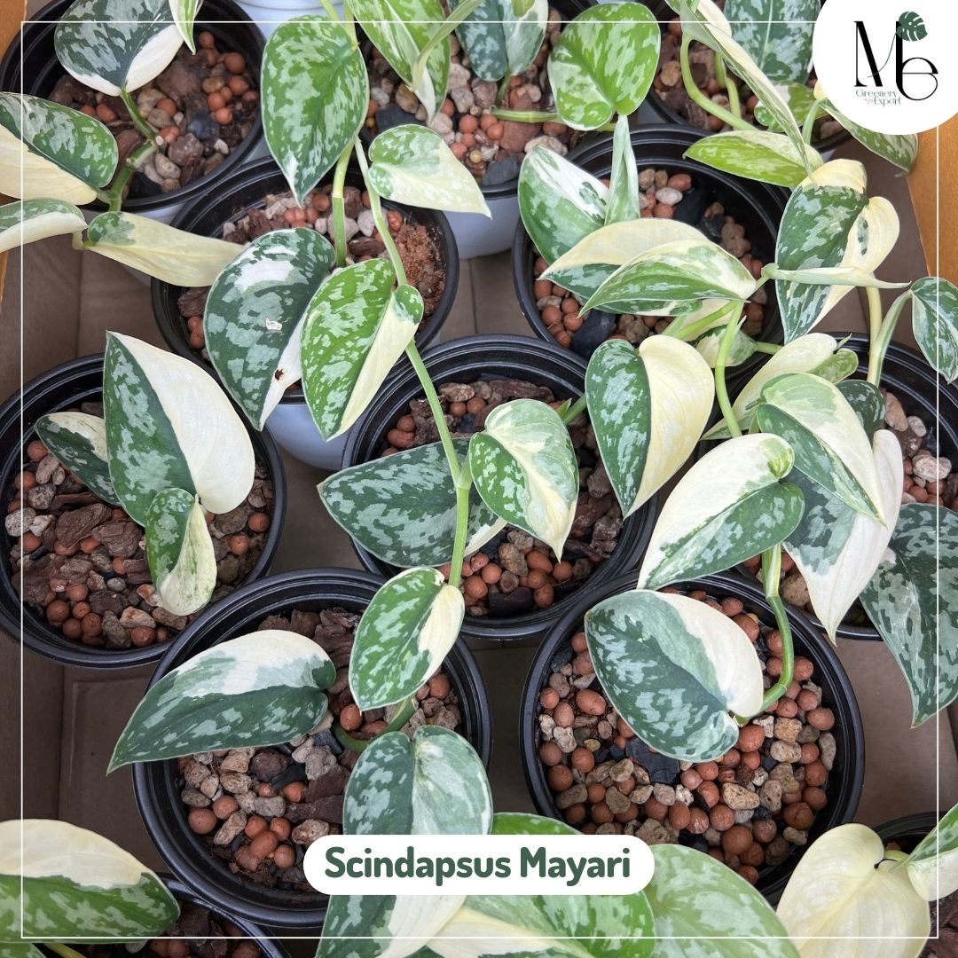 Scindapsus Mayari - M.E. Greenery Export