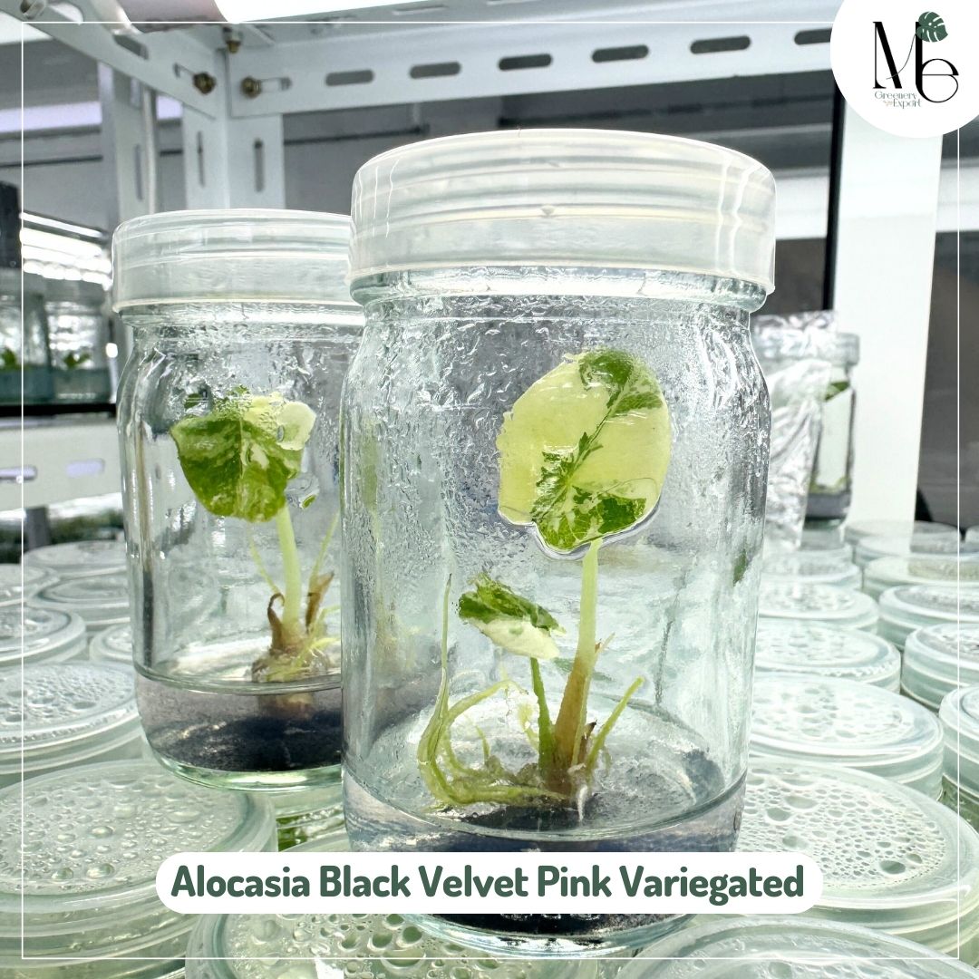 Alocasia Black Velvet 50% Pink Variegated (TC)