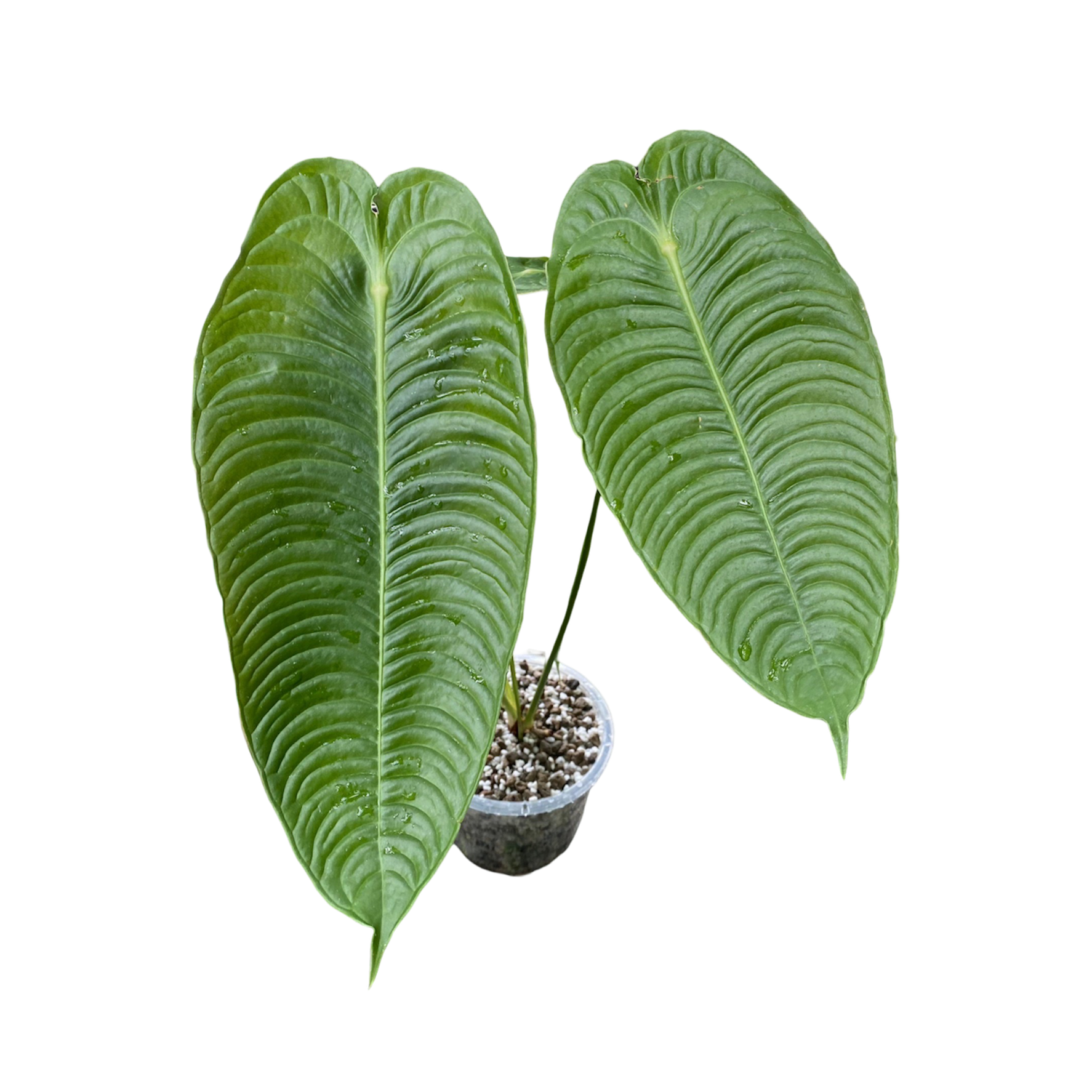 Anthurium Veitchii Super Narrow (King Super Narrow)