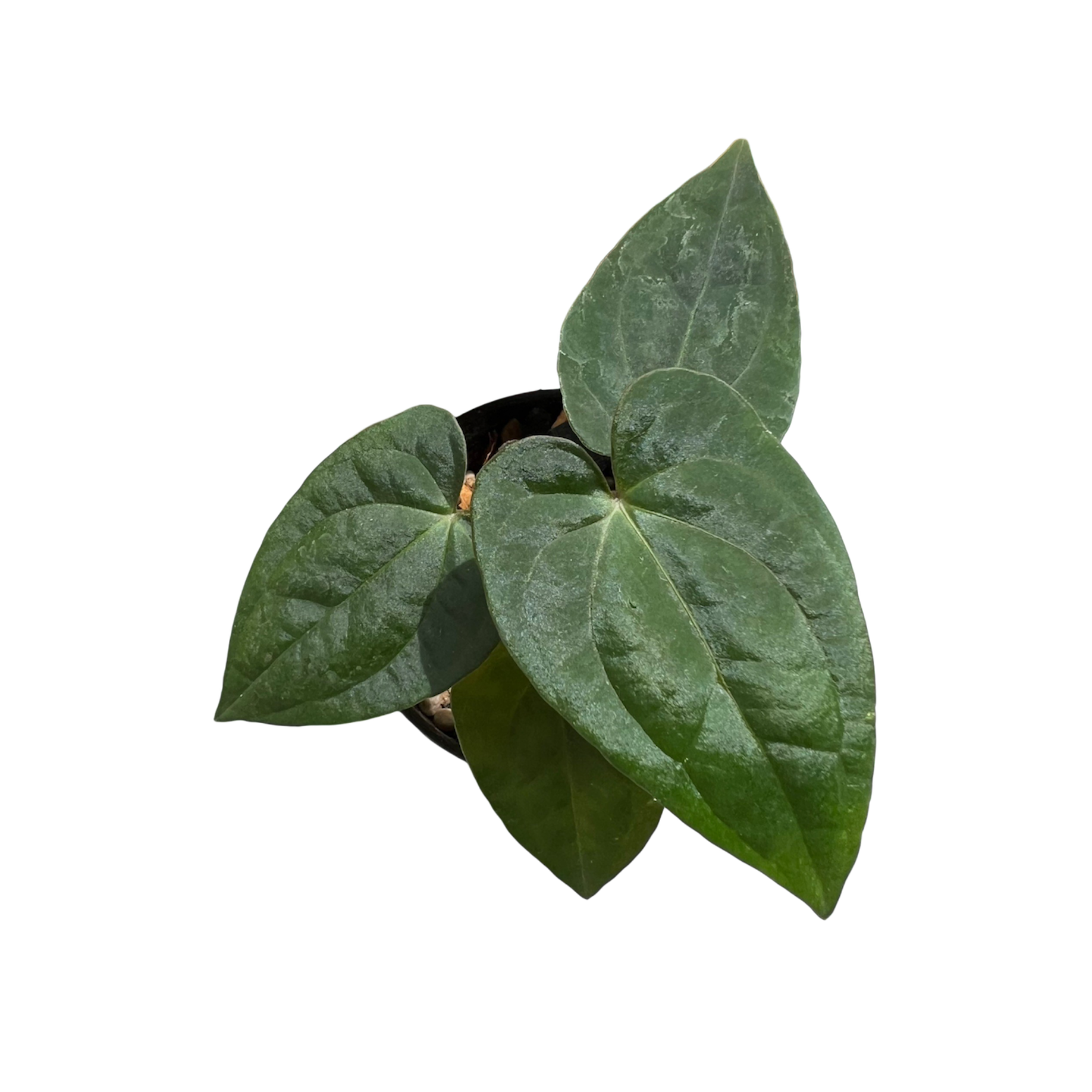 Anthurium Red Dark Phoenix X Dark Phoenix