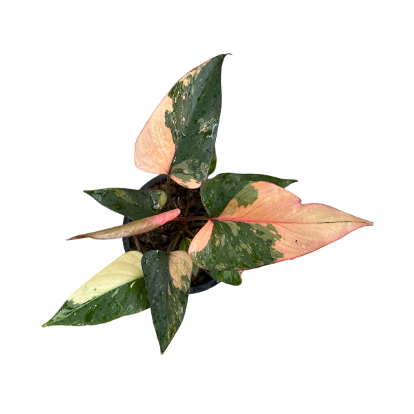 Homalomena Pink Diamond