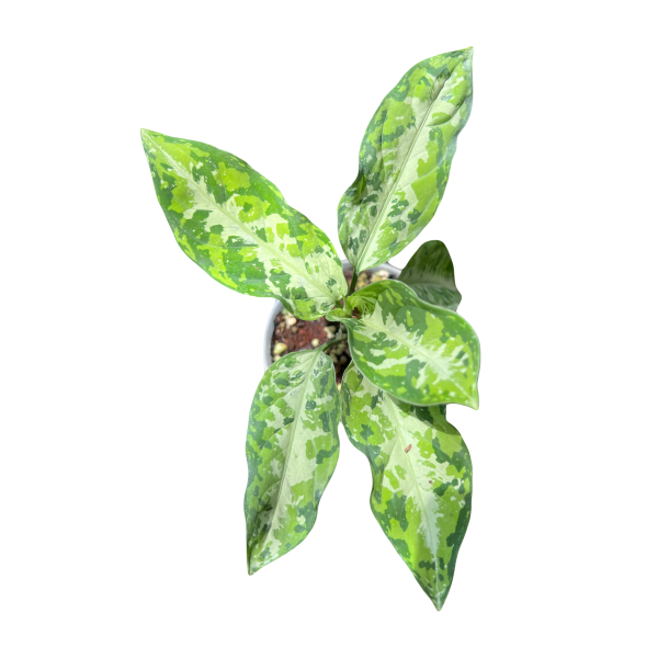 Aglaonema Pictum Tricolor