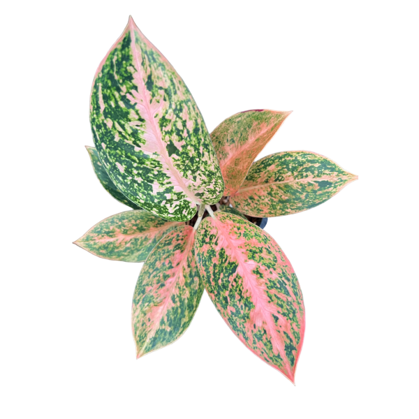 Aglaonema Orange Stardust