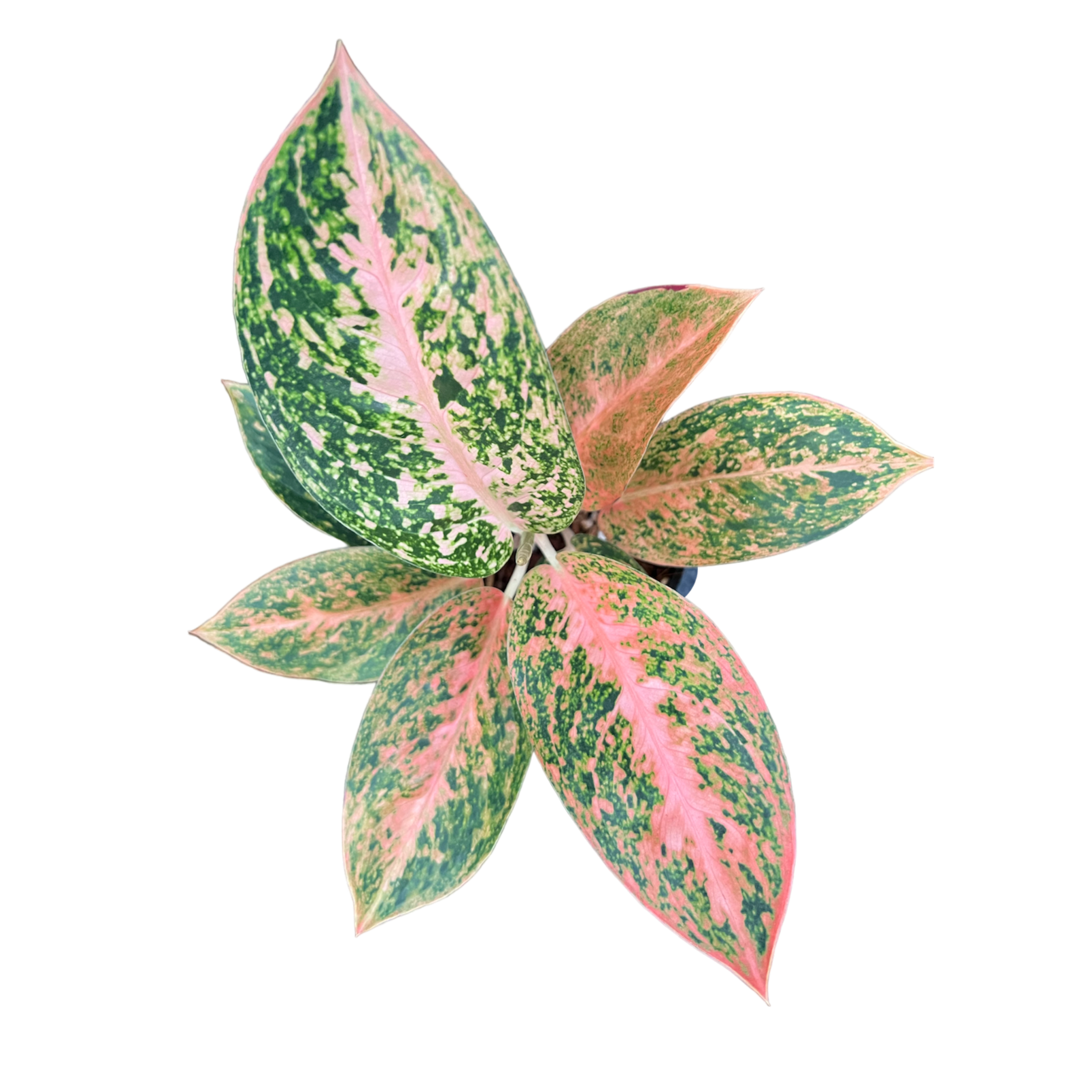 Aglaonema Orange Stardust