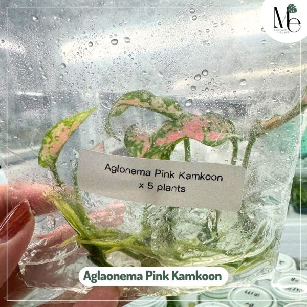 Aglaonema Kamkoon (TC)