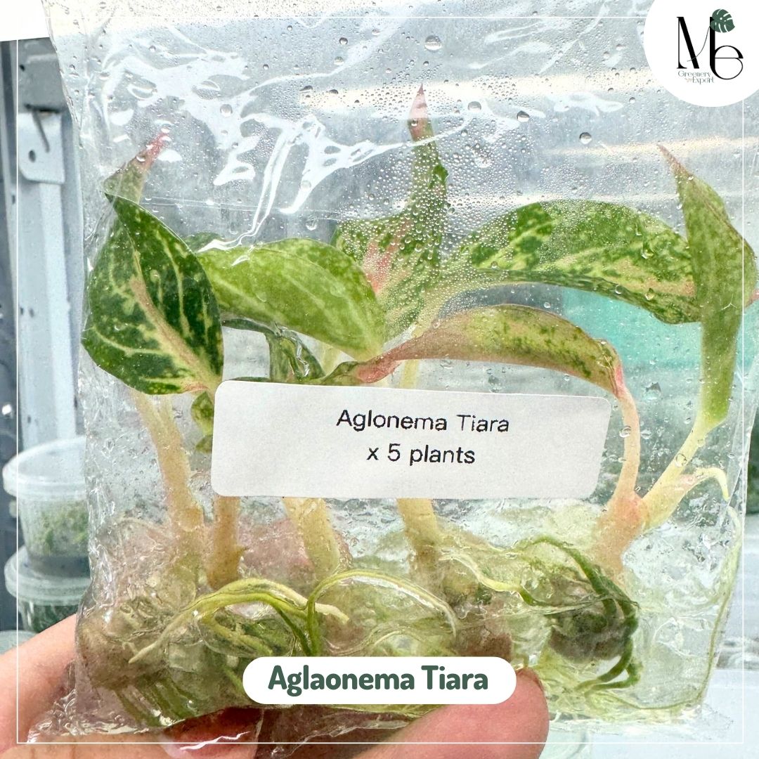 Aglaonema Tiara (TC)