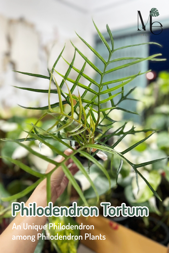 “Philodendron Tortum”, an Unique Philodendron among Philodendron Plants