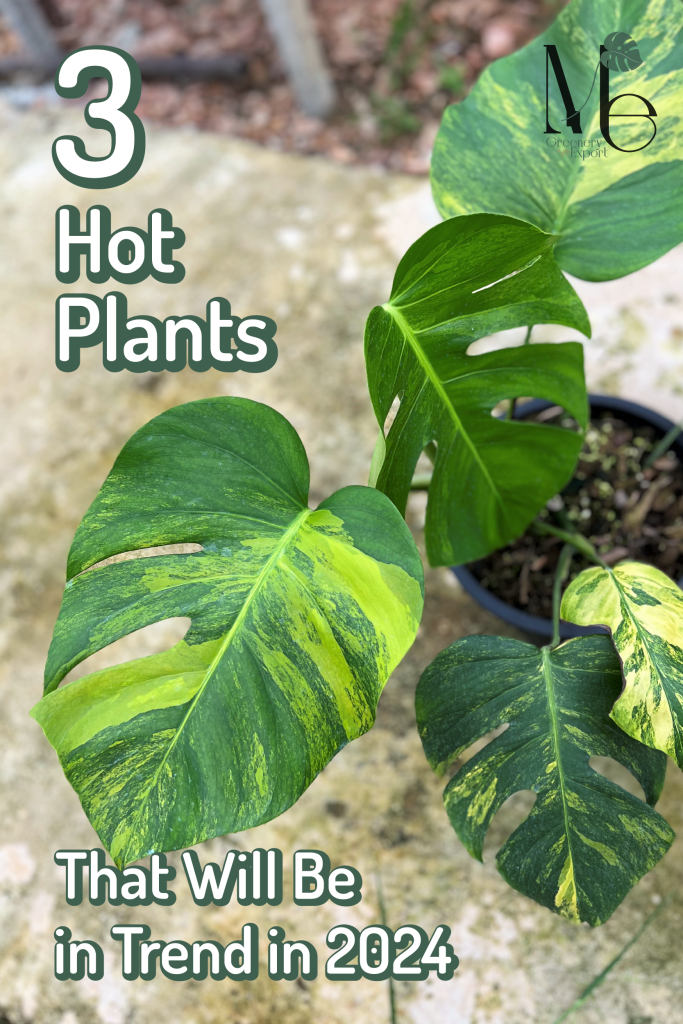 3 Hot Plants That Will Be In Trend In 2024   3 Hot Plants 2024 01 683x1024 