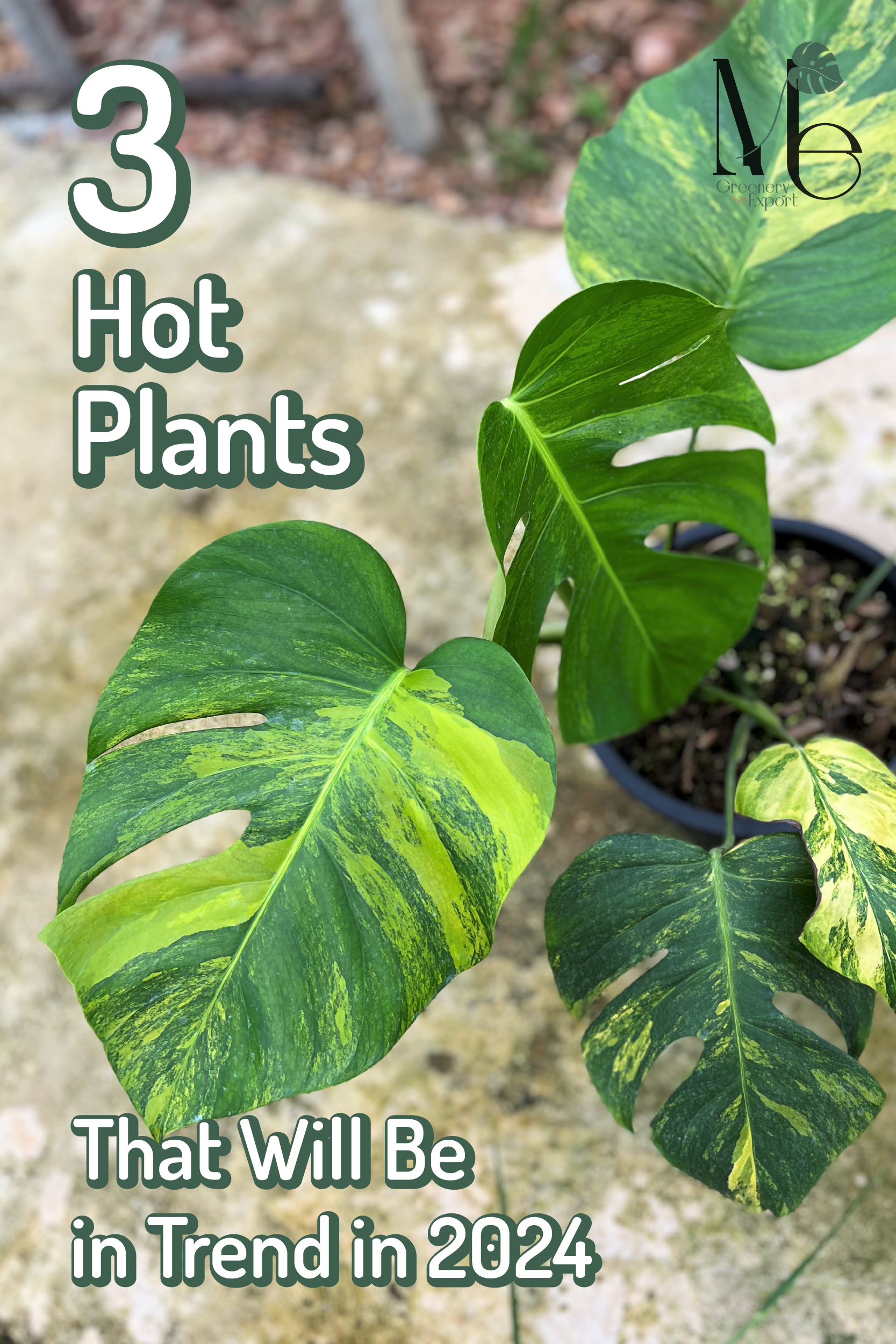 3 hot plants 2024 01