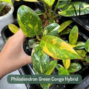Philodendron Green Congo Hybrid