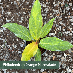 Philodendron Orange Marmalade